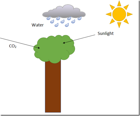 Photosynthesis